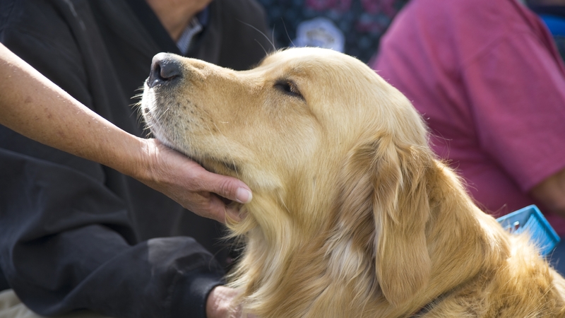 Epileptic seizures are associated with a specific smell which is detectable by pet dogs