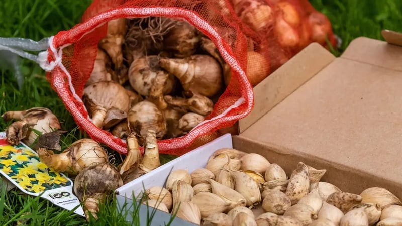 Hannah Stephenson asks an expert about common mistakes gardeners make when planting autumn bulbs – and solutions for spring bulb success.