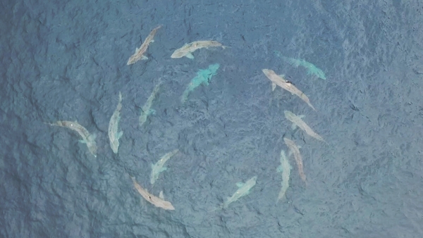 Drone footage shows the sharks engaged in courtship behaviour (Pic: Dr Simon Berrow)