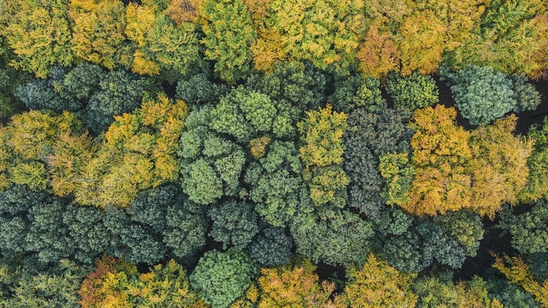 One in five tree species are directly used by humans for food, fuel, timber, medicines, horticulture and other uses