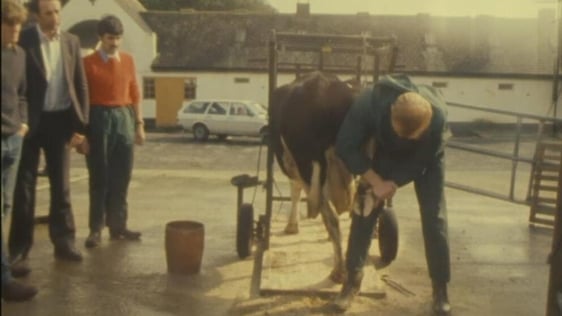 Hoof care for cows, County Galway (1981)