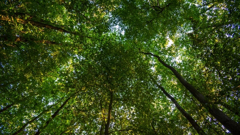 The theme for National Tree Week is 'Biodiversity Begins with Trees'