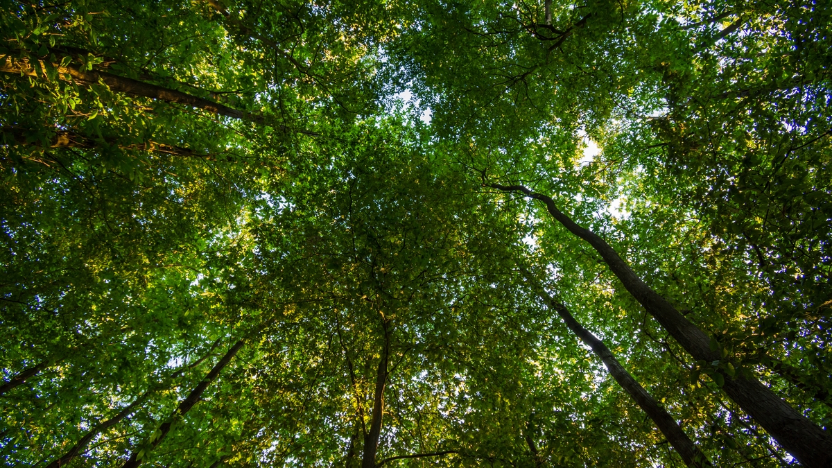 National Plant A Tree Day