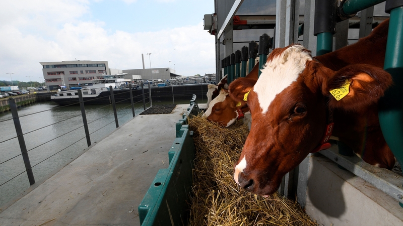 The cows live on the top floor of the floating farm