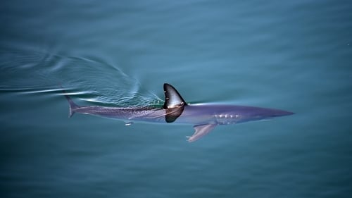 The iconic shortfin mako shark is among those most threatened species