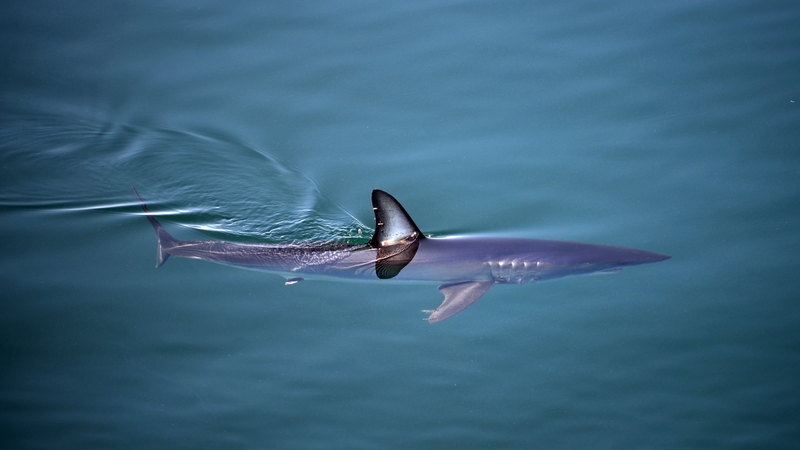 The iconic shortfin mako shark is among those most threatened species