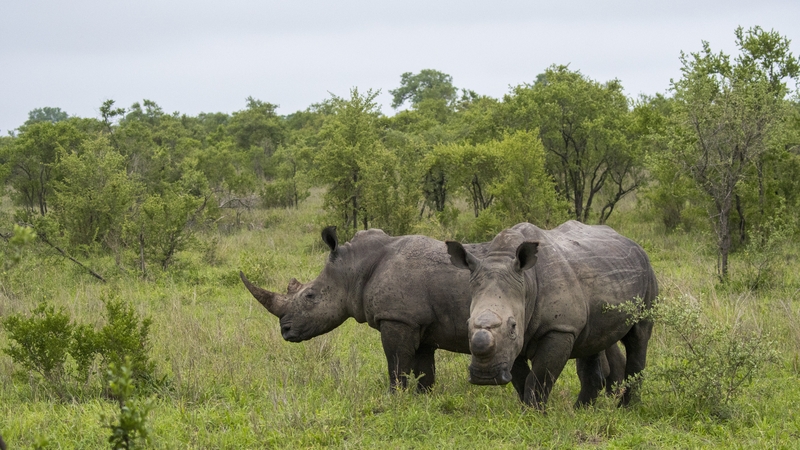 Police found that ivory and rhino horn were being turned into powder, flakes, and other objects (File photo)