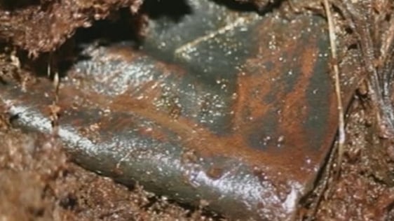 Ancient Manuscript discovered in Tipperary bog