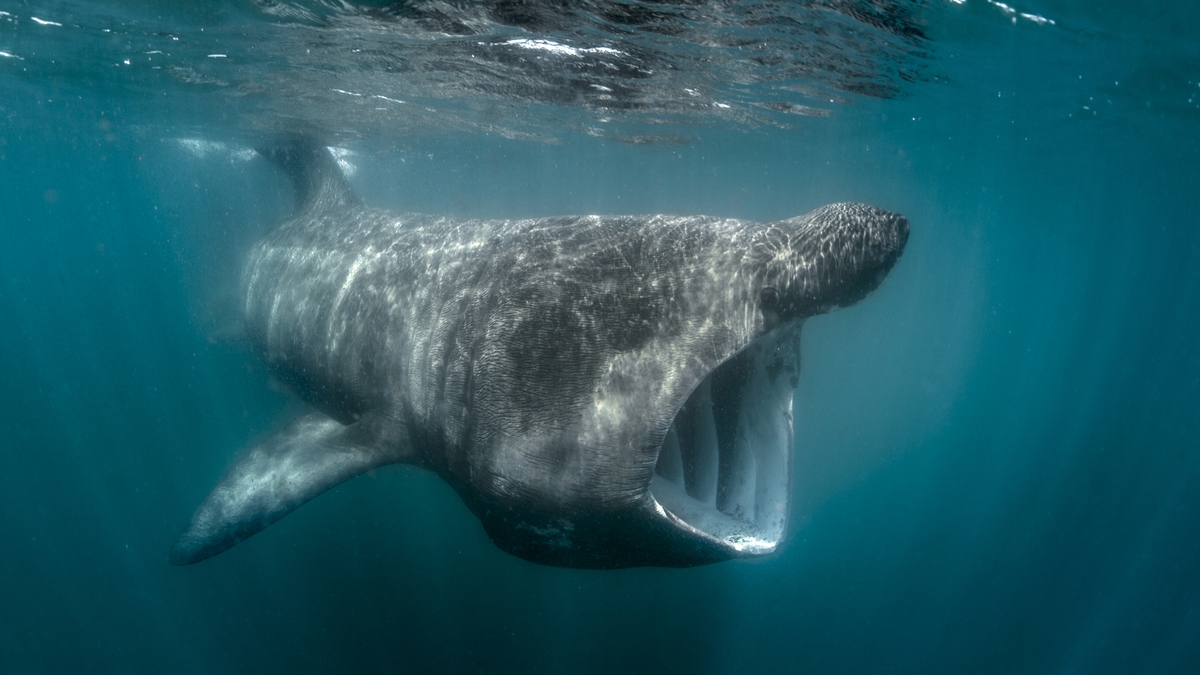 Mooney Goes Wild Monday 6 September 2021