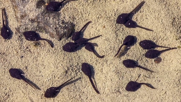 Let's Dive In: Why do tadpoles blow bubbles?