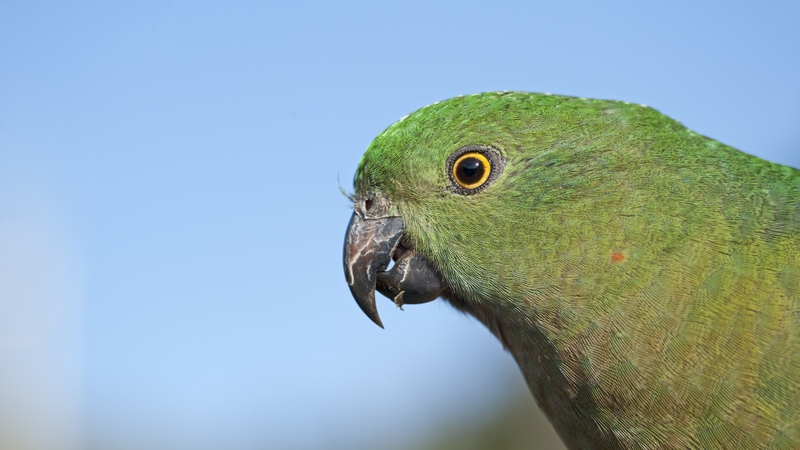 The Australian parrot had shown an average 4-10% increase in the size of its bill since 1871