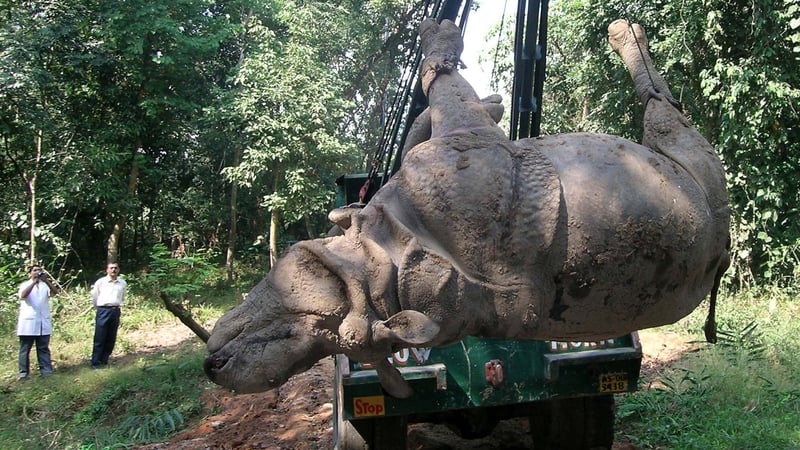 Rhinoceroses are more safely transported on their backs, according to research (file pic)