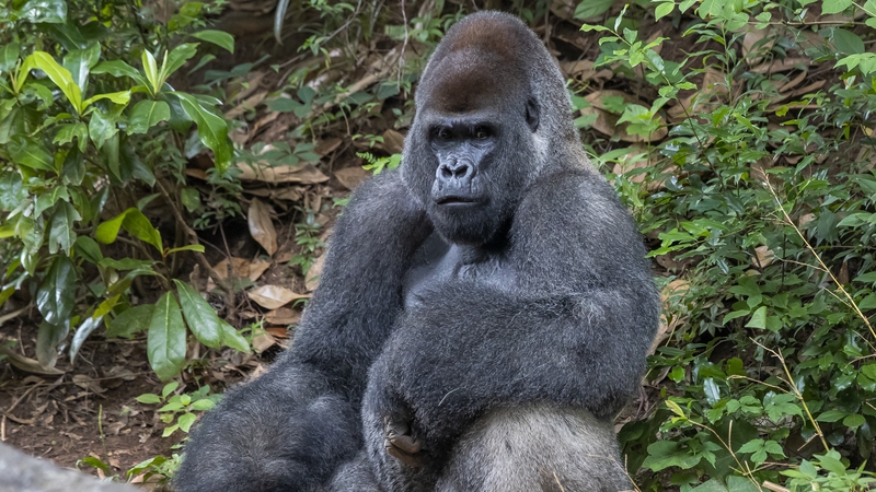A male Western lowland gorilla at Zoo Atlanta, Georgia (file image)