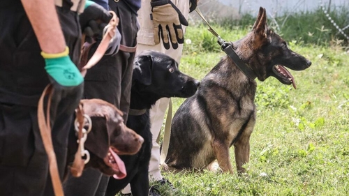 While it's unclear who the dogs belonged to, many were found in the section of the airport that was used by American forces (Getty Images)