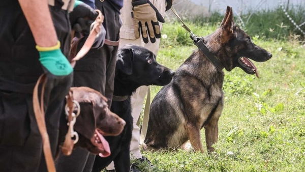 While it's unclear who the dogs belonged to, many were found in the section of the airport that was used by American forces (Getty Images)
