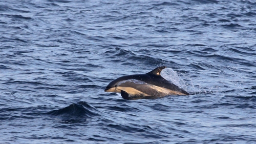 The hunt was said to be the single biggest hunt in the northern archipelago (File pic)