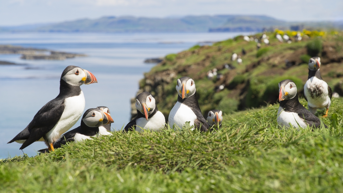Puffin numbers in Ireland down 28%