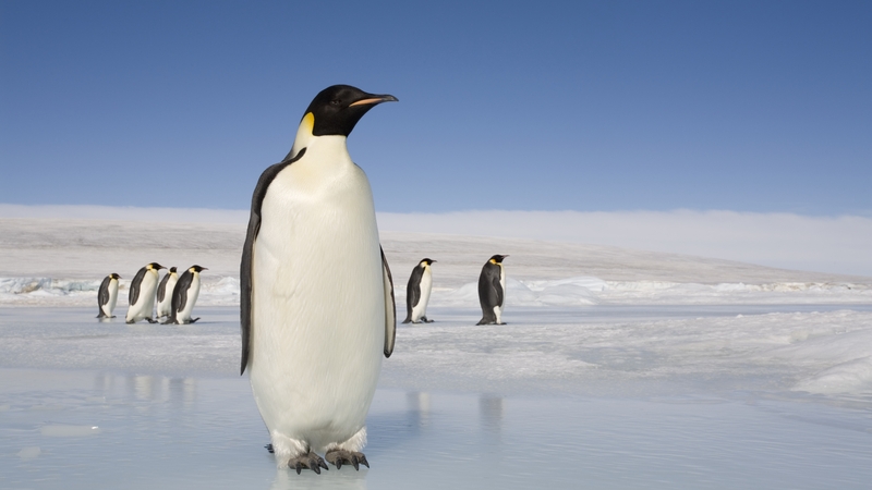 A modern-day emperor penguin. The prehistoric penguin found in 2006 was much larger, and has been dubbed 'long legs'