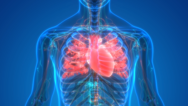 Let's Dive In: How many organs can you live without?