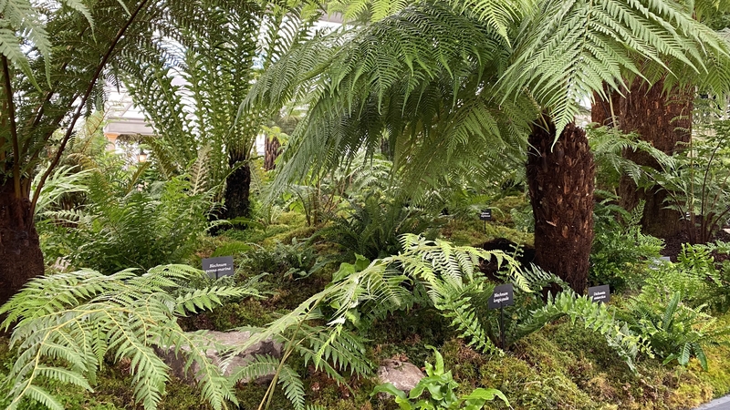 Kells Bay House and Gardens, near Cahersiveen in Co Kerry, is famous for its forest of tree ferns