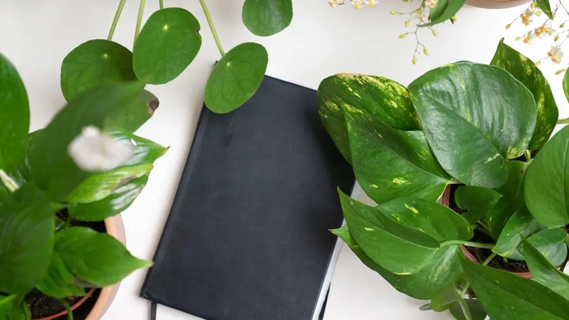 Hannah Stephenson looks at the easiest indoor plants to keep on your desk, and how they can bolster wellbeing.