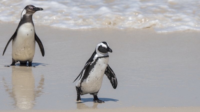 African penguins face a high risk of extinction