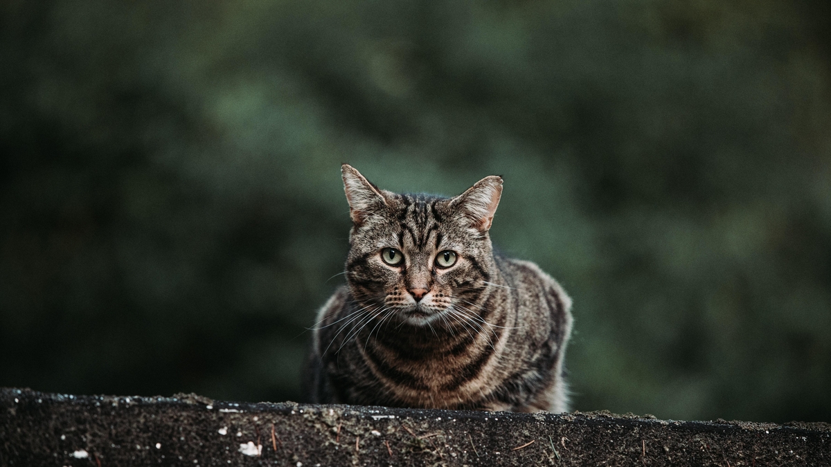 How to deal with Feral Cats with the DSPCA