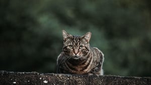 How to deal with Feral Cats with the DSPCA