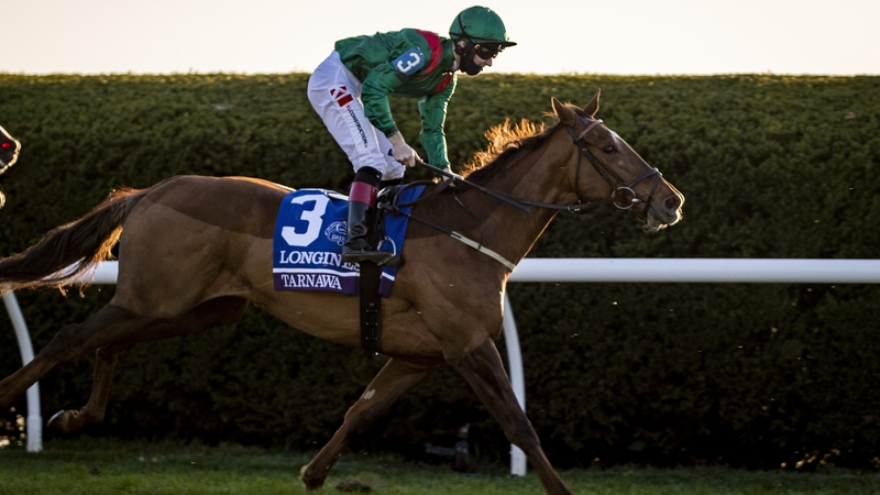 Tarnawa (pictured) and Adayar are currently disputing favouritism for Sunday's race