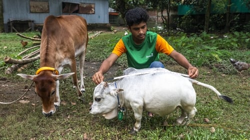 Rani measured just 50.8cm from hoof to withers