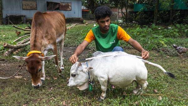 Rani measured just 50.8cm from hoof to withers
