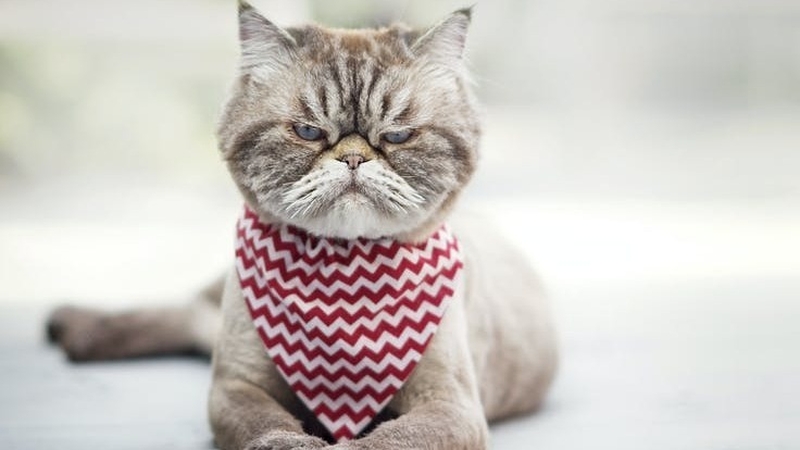 Are you ever going back to feck off back to the office and leave me in peace? Photo: Lisa Charbonneau/ Shutterstock