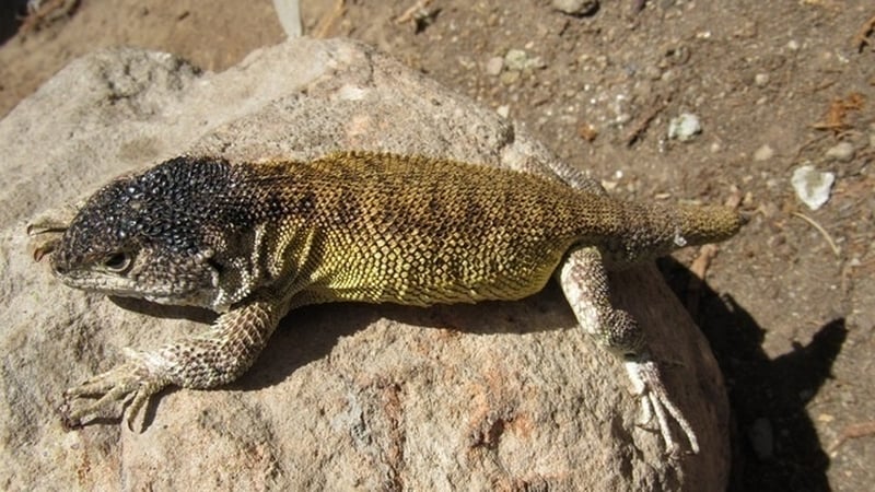 The Liolaemus warjantay (Poc: Sernanp Oficial)