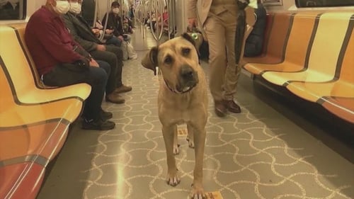Boji on the metro