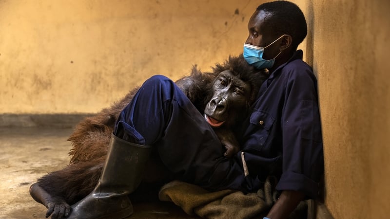 Ndakasi pictured in the arms of her caregiver, Andre Bauma, just days before she died