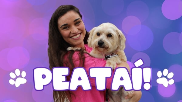 Madraí, muca, moncaithe: Peataí anocht ar RTÉ ONE