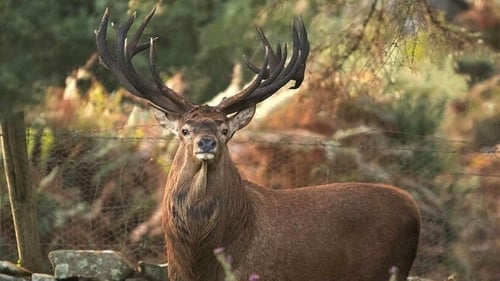 The stag has scared off younger challengers (Image: Peter O'Toole via the Irish Deer Commission)