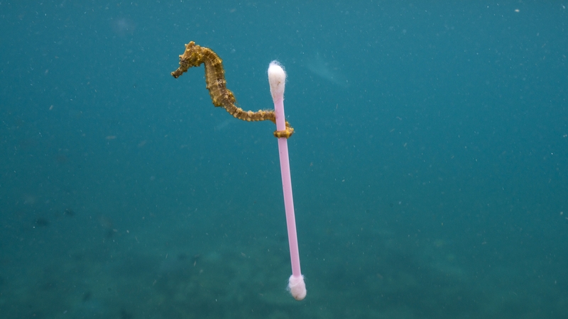 A small estuary seahorse, Hippocampus kuda, drifts in the polluted waters near Sumbawa Besar, Sumbara Island, Indonesia. Photo: Justin Hofman