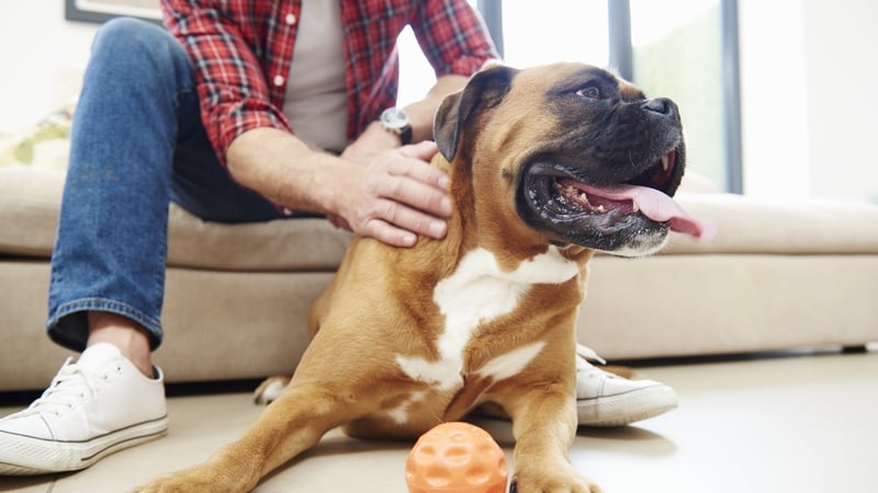 Pet owners reported instances of being charged additional rent for their pets