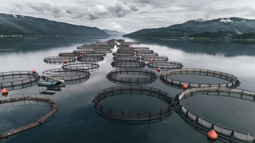 Sustainable growth in aquaculture is one of the aims of the Moses Project