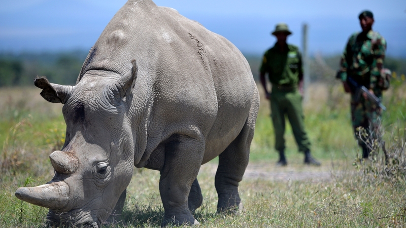 Najin is one of two northern white rhinos left on the planet