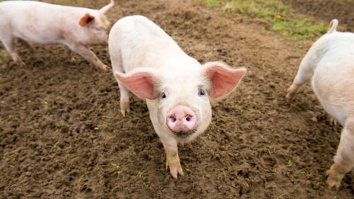 The surgery involved a genetically modified donor pig (stock image)