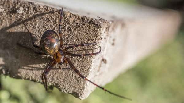 Spiders like to come indoors at this time of the year – but are any of them actually dangerous?