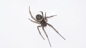 Home invasion of the Creepy Crawlies - Spider Mating Season begins