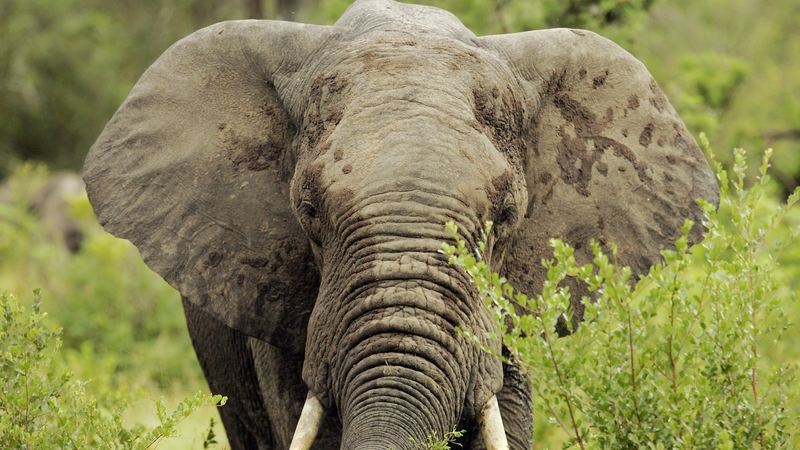 The mangled body was discovered yesterday during an intelligence operation (File photo)