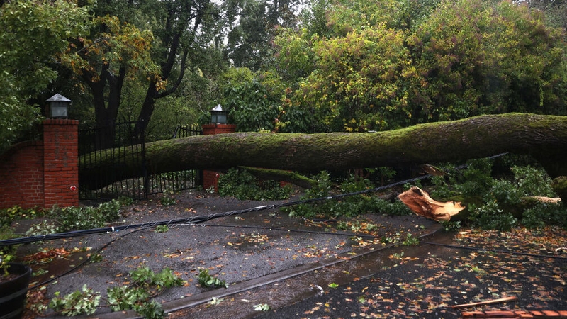A tree lies across a fence after falling during the storm in the town of Ross, north of San Francisco