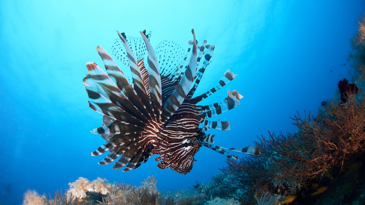 Mooney Goes Wild Monday 25 October 2021