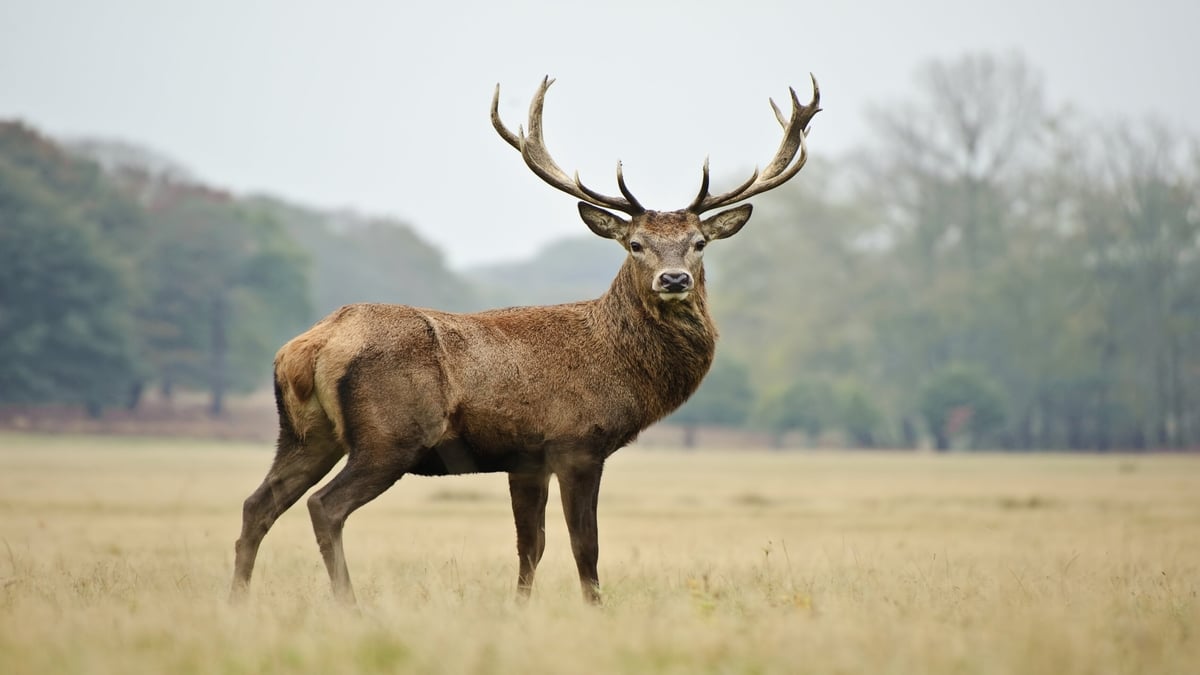 Red deer in Killarney National Park to feature in Sunday's episode of the BBC David Attenborough Wild Isles series