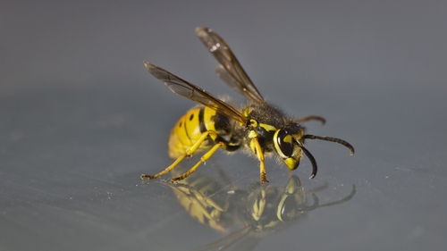 German wasp (Vespula germanica) - wasp and other pest insect populations are expected to continue to grow