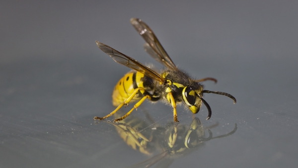 German wasp (Vespula germanica) - wasp and other pest insect populations are expected to continue to grow